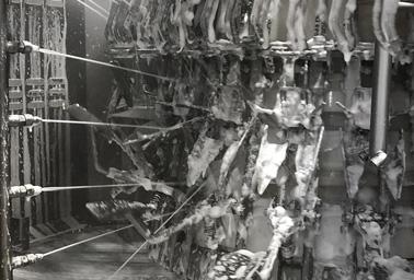 Reinigung von Geflügelausweideanlagen Reinigung von Geflügelausweideanlagen